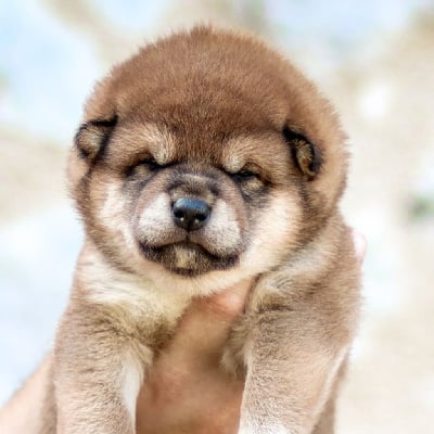 Les chiots de Shiba