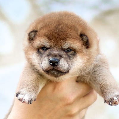 Les chiots de Shiba