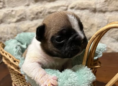 Les chiots de Bouledogue français