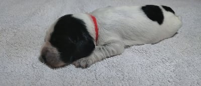 Les chiots de Cocker Spaniel Anglais