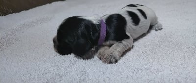 Les chiots de Cocker Spaniel Anglais