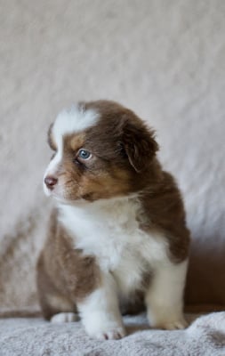 Les chiots de Berger Australien