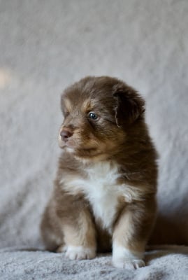 Les chiots de Berger Australien