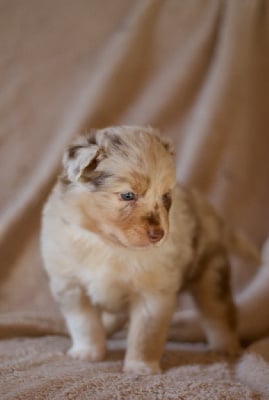 Les chiots de Berger Australien