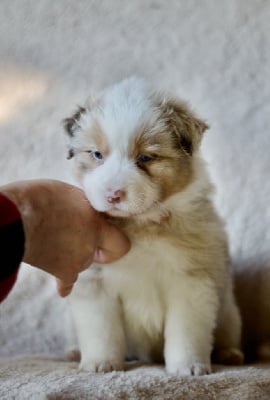 Les chiots de Berger Australien