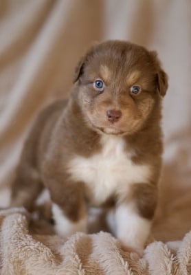 Les chiots de Berger Australien