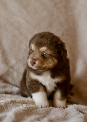 Les chiots de Berger Australien