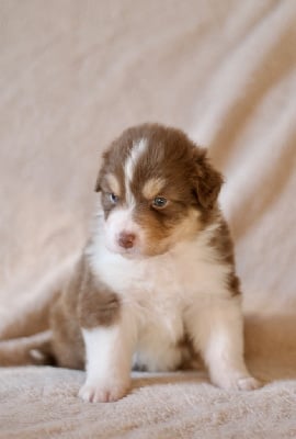 Les chiots de Berger Australien