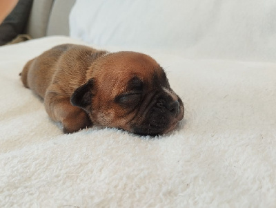 Les chiots de Staffordshire Bull Terrier