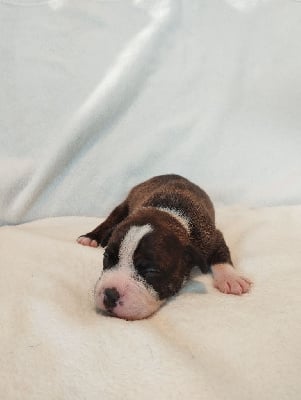 Les chiots de Staffordshire Bull Terrier