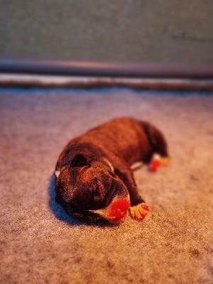 Les chiots de Staffordshire Bull Terrier