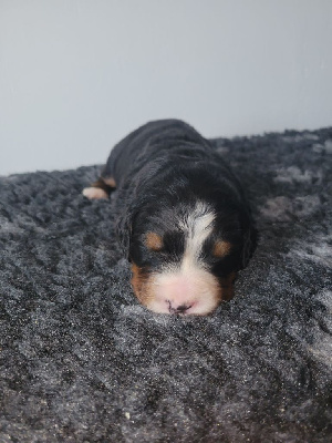 Les chiots de Bouvier Bernois