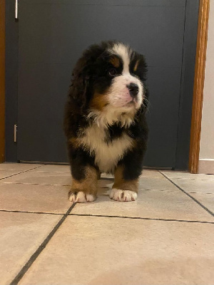 Les chiots de Bouvier Bernois