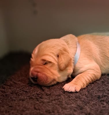 Les chiots de Golden Retriever