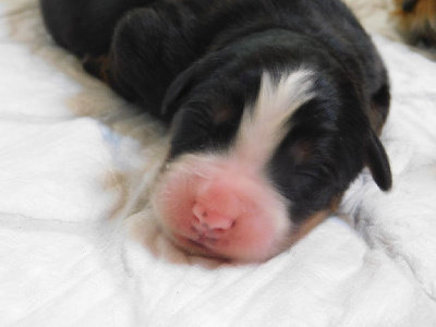 Les chiots de Bouvier Bernois