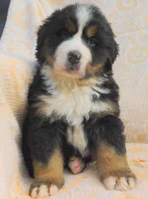 Les chiots de Bouvier Bernois