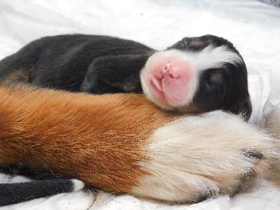 Les chiots de Bouvier Bernois