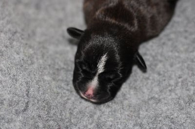 Les chiots de Staffordshire Bull Terrier