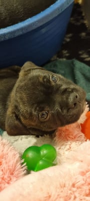 Les chiots de Staffordshire Bull Terrier