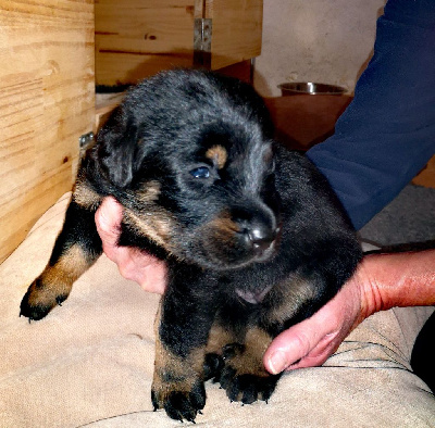 Les chiots de Berger de Beauce