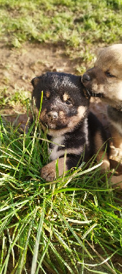 Les chiots de Shiba