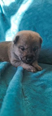 Les chiots de Shiba