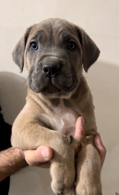 Les chiots de Cane Corso