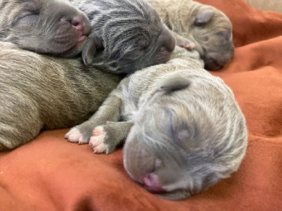 Les chiots de Cane Corso