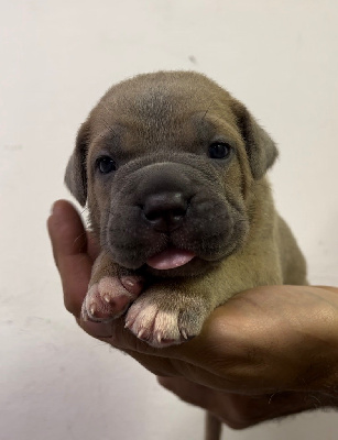 Les chiots de Cane Corso