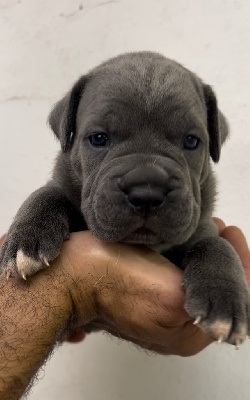 Les chiots de Cane Corso