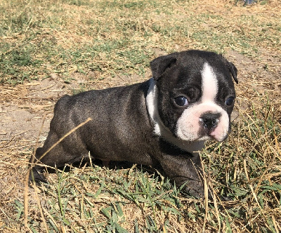 Les chiots de Boston Terrier