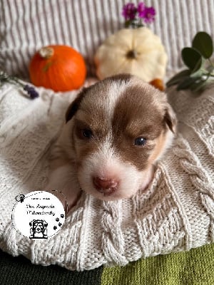 Les chiots de Berger Australien