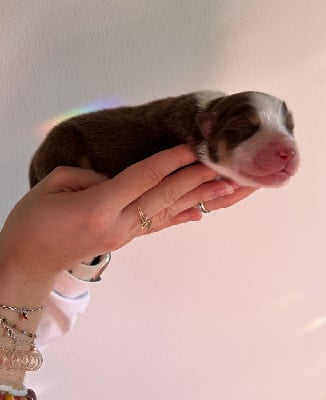 Les chiots de Berger Australien