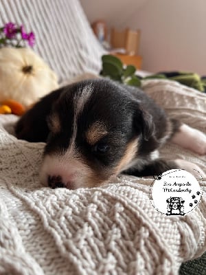 Les chiots de Berger Australien