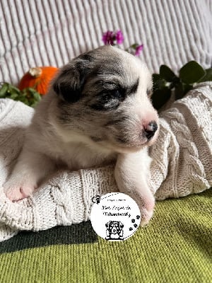 Les chiots de Berger Australien