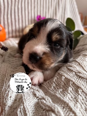 Les chiots de Berger Australien