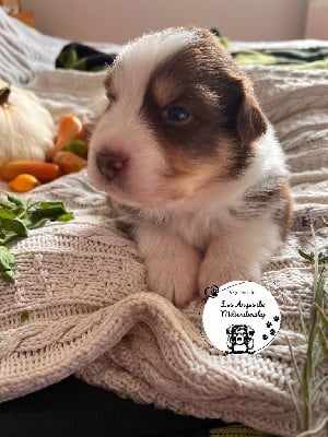 Les chiots de Berger Australien