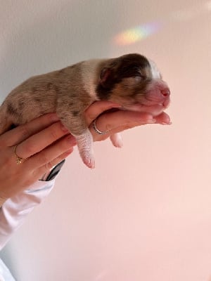 Les chiots de Berger Australien