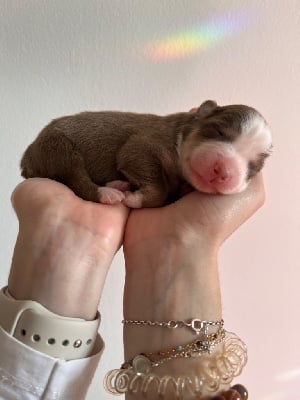 Les chiots de Berger Australien