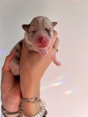 CHIOT 5 - Berger Australien