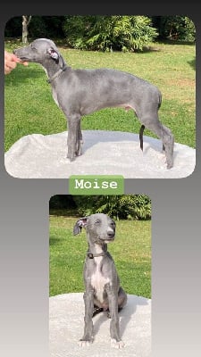 Les chiots de Whippet