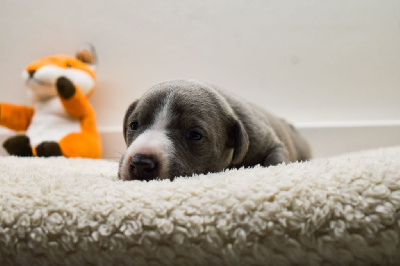 Les chiots de Whippet