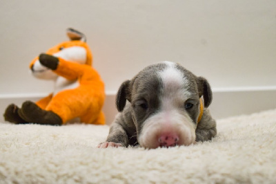 Les chiots de Whippet