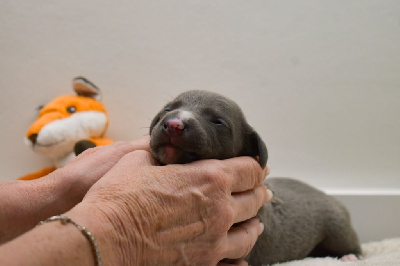 Les chiots de Whippet