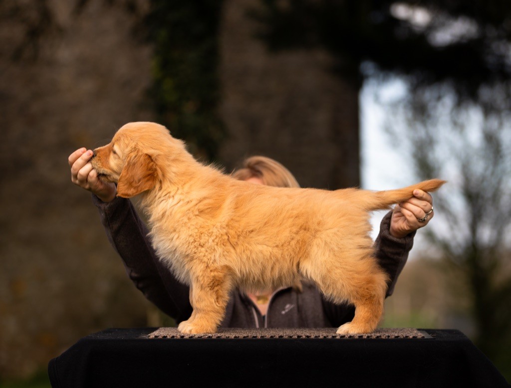 Chien Golden Retriever Velvet starry night De La Petite Sulka