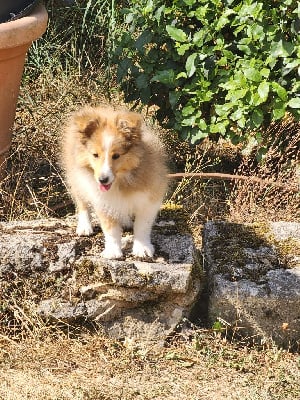 Les chiots de Shetland Sheepdog