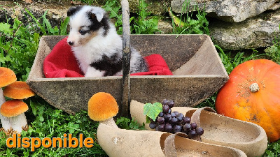 Les chiots de Shetland Sheepdog