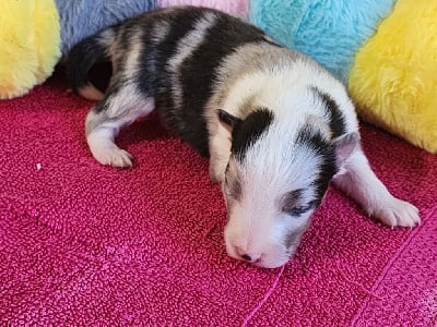 CHIOT 4 - Shetland Sheepdog