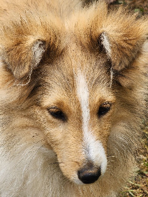 Les chiots de Shetland Sheepdog