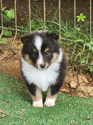 Les chiots de Shetland Sheepdog